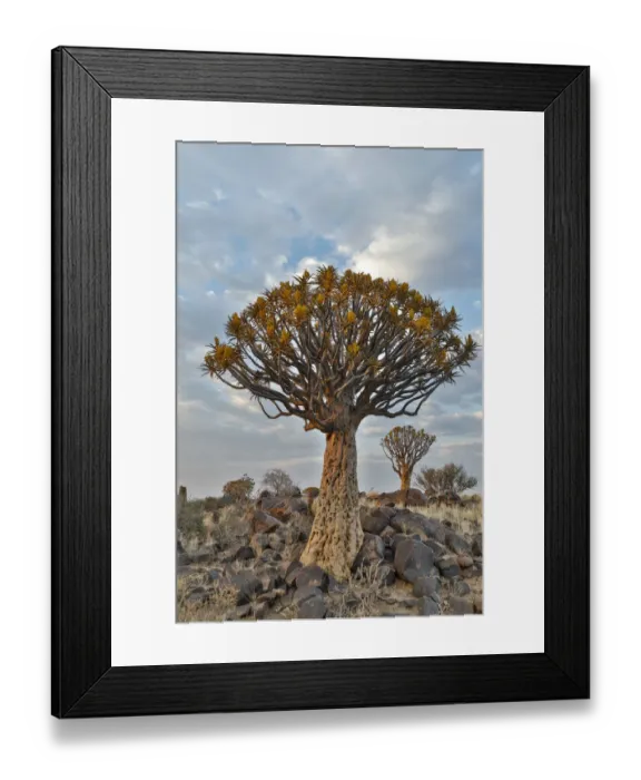Framed Print : Quiver trees landscape, Namibia Framed Print : Quiver trees landscape, Namibia