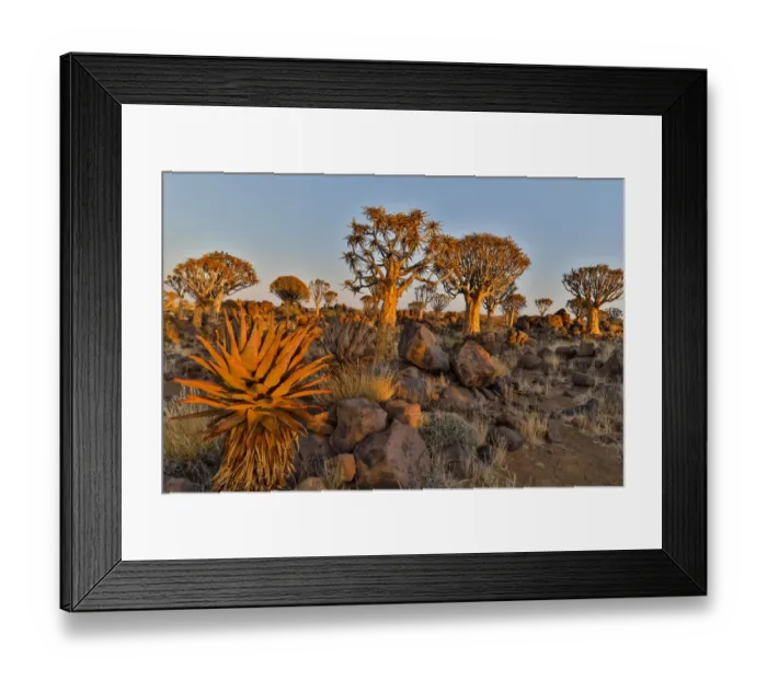 Framed Print : Quiver trees landscape, Namibia