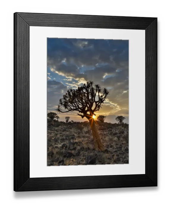 Framed Print : Quiver trees landscape at sunrise, Namibia Framed Print : Quiver trees landscape at sunrise, Namibia