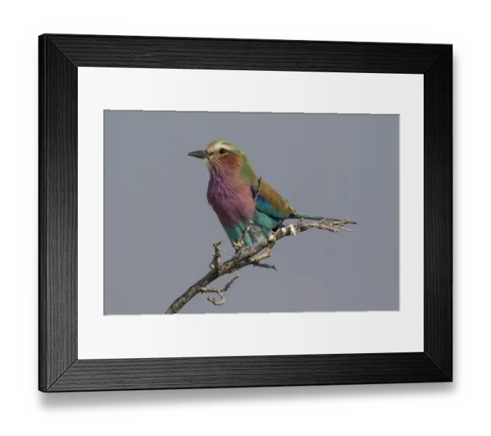 Framed Print : Colorful Lilac Breasted Roller, Etosha National Park Framed Print : Colorful Lilac Breasted Roller, Etosha National Park