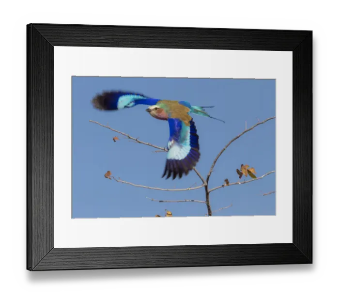 Framed Print : Colorful Lilac Breasted Roller taking flight, Etosha National Park