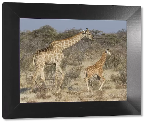 Giraffe and baby on guard, Etosha National Park