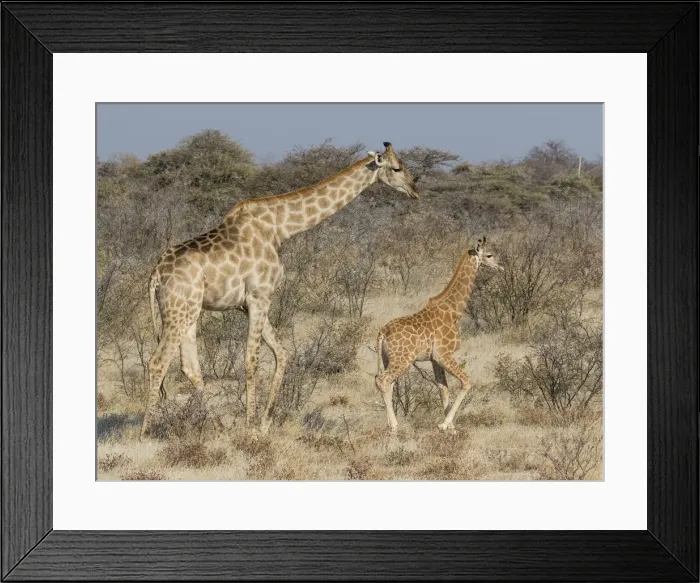Framed Print : Giraffe and baby on guard, Etosha National Park Framed Print : Giraffe and baby on guard, Etosha National Park