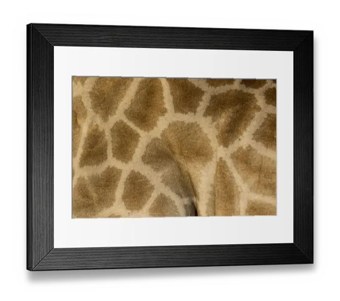 Framed Print : Giraffe pattern close-up, Etosha National Park Framed Print : Giraffe pattern close-up, Etosha National Park