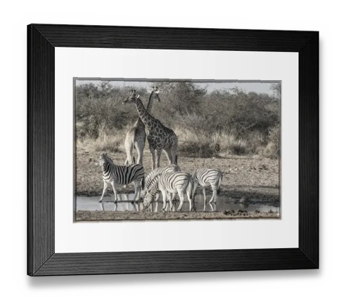 Framed Print : Giraffes and zebras at waterhole, Etosha National Park Framed Print : Giraffes and zebras at waterhole, Etosha National Park