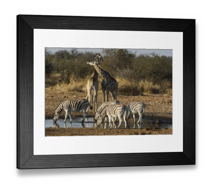 Framed Print : Giraffes and zebras at waterhole, Etosha National Park Framed Print : Giraffes and zebras at waterhole, Etosha National Park