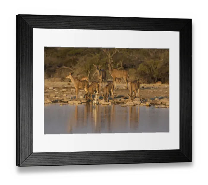 Framed Print : Kudo small grouping evening light waters edge, Etosha National Park Framed Print : Kudo small grouping evening light waters edge, Etosha National Park