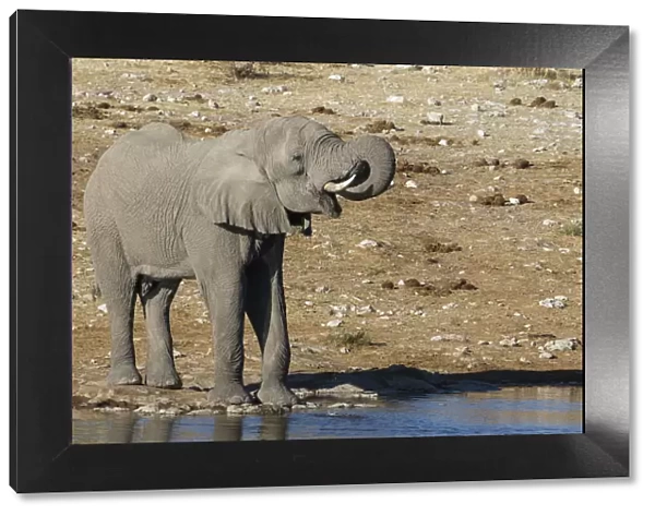 Elephant at waterhole, Etosha National Park, Namibia