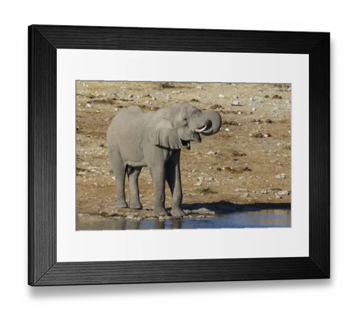 Framed Print : Elephant at waterhole, Etosha National Park, Namibia Framed Print : Elephant at waterhole, Etosha National Park, Namibia