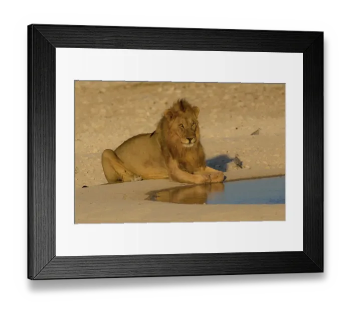 Framed Print : Male Lion near waterhole Etosha National Park, Namibia