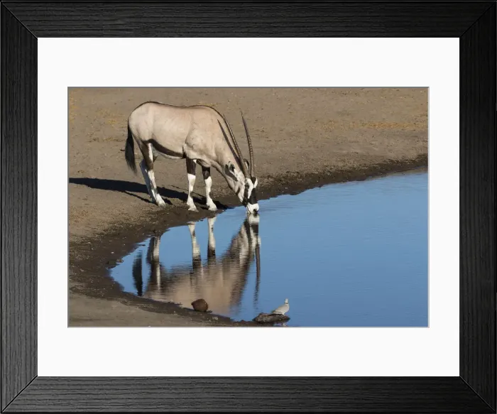 Framed Print : Oryx reflection in waterhole, Etosha National Park