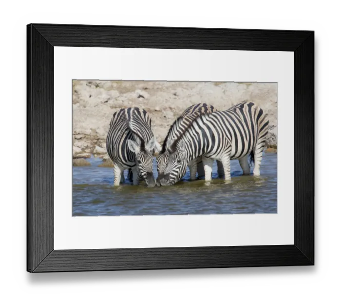 Framed Print : Zebras lined up drinking at waterhole, Etosha National Park Framed Print : Zebras lined up drinking at waterhole, Etosha National Park