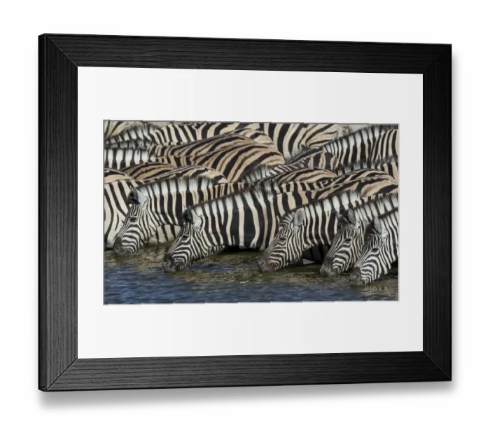 Framed Print : Zebras lined up drinking at waterhole, Etosha National Park Framed Print : Zebras lined up drinking at waterhole, Etosha National Park