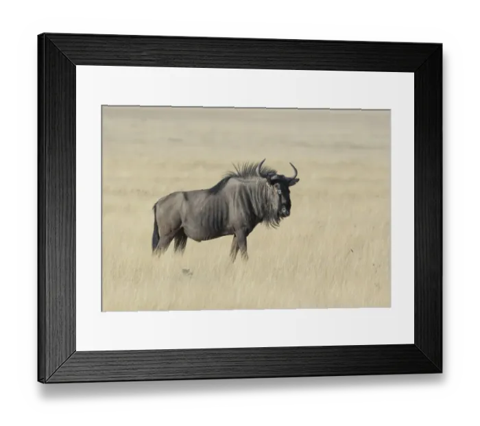 Framed Print : Wildebeest on the open pan Etosha National Park