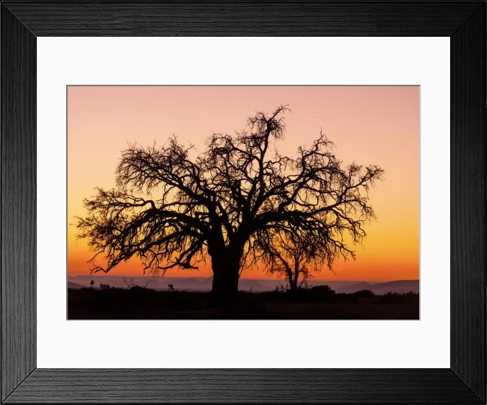 Framed Print : Sunrise and silhouetted lone tree Namib Desert Namibia Sossusvlei Framed Print : Sunrise and silhouetted lone tree Namib Desert Namibia Sossusvlei