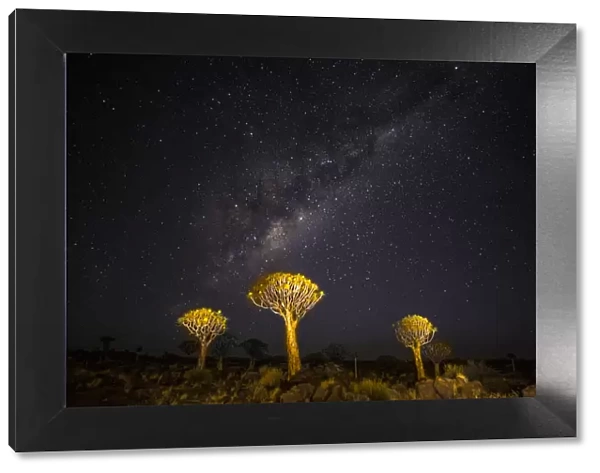 Africa, Namibia, Keetmanshoop. Milky Way over the Quiver tree Forest