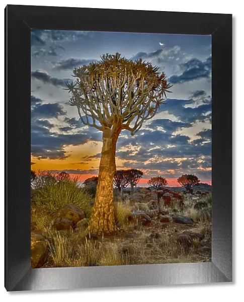 Africa, Namibia, Keetmanshoop. Sunset in the Quiver tree Forest at the Quiver tree