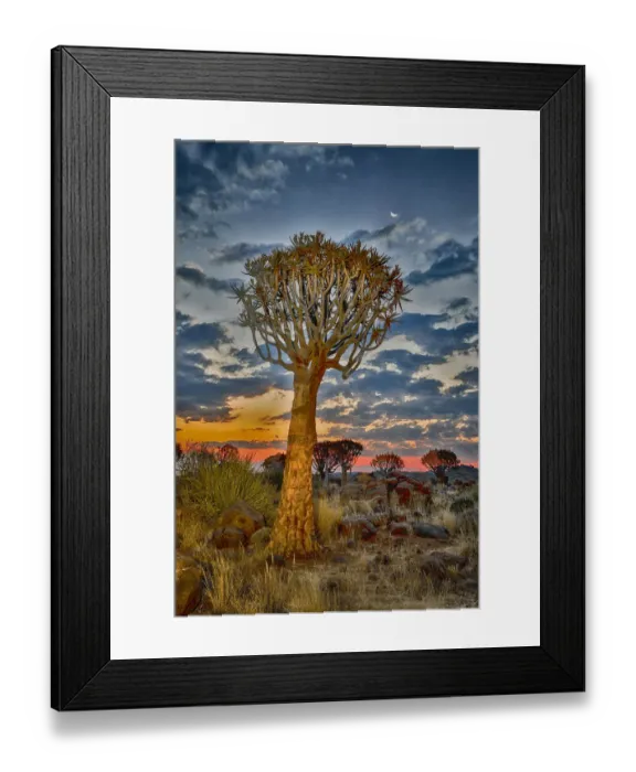 Framed Print : Africa, Namibia, Keetmanshoop. Sunset in the Quiver tree Forest at the Quiver tree