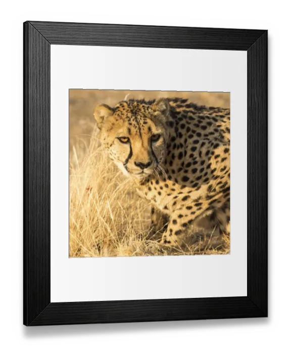 Framed Print : Africa, Namibia, Keetmanshoop. Cheetah at the Quiver tree Forest Rest Camp Framed Print : Africa, Namibia, Keetmanshoop. Cheetah at the Quiver tree Forest Rest Camp