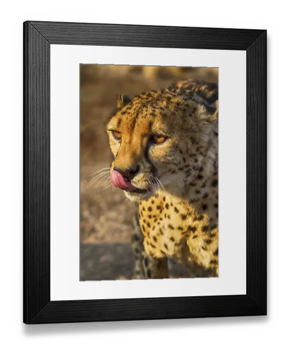 Framed Print : Africa, Namibia, Keetmanshoop. Cheetah at the Quiver tree Forest Rest Camp Framed Print : Africa, Namibia, Keetmanshoop. Cheetah at the Quiver tree Forest Rest Camp