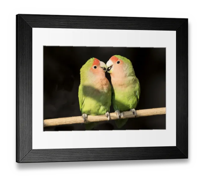 Framed Print : Africa, Namibia, Keetmanshoop. Parakeets Framed Print : Africa, Namibia, Keetmanshoop. Parakeets