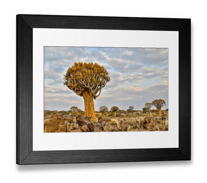 Framed Print : Africa, Namibia, Keetmanshoop. Quiver tree Forest at the Quiver tree Forest Rest Camp Framed Print : Africa, Namibia, Keetmanshoop. Quiver tree Forest at the Quiver tree Forest Rest Camp