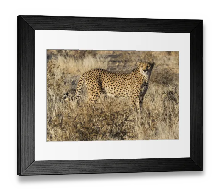 Framed Print : Africa, Namibia, Keetmanshoop. Cheetah at the Quiver tree Forest Rest Camp Framed Print : Africa, Namibia, Keetmanshoop. Cheetah at the Quiver tree Forest Rest Camp