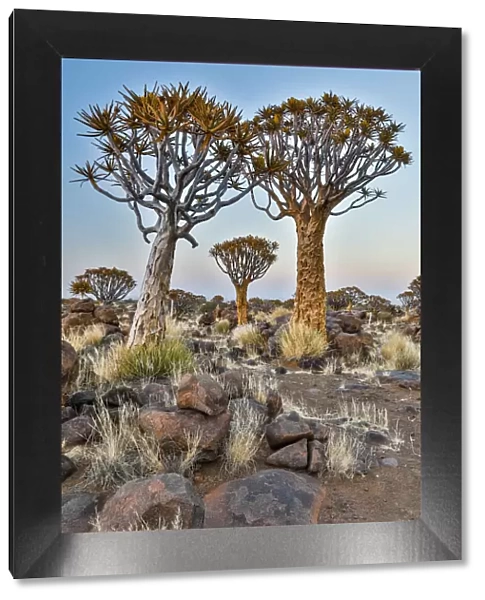 Africa, Namibia, Keetmanshoop. Quiver tree Forest at the Quiver tree Forest Rest Camp
