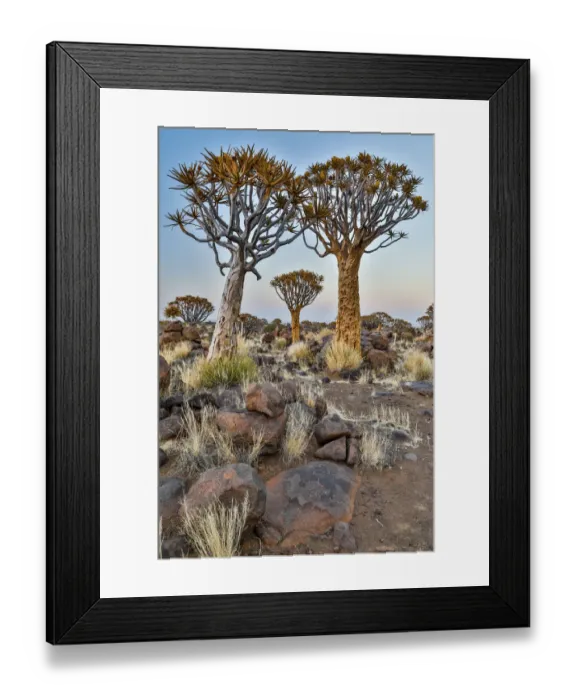Framed Print : Africa, Namibia, Keetmanshoop. Quiver tree Forest at the Quiver tree Forest Rest Camp Framed Print : Africa, Namibia, Keetmanshoop. Quiver tree Forest at the Quiver tree Forest Rest Camp