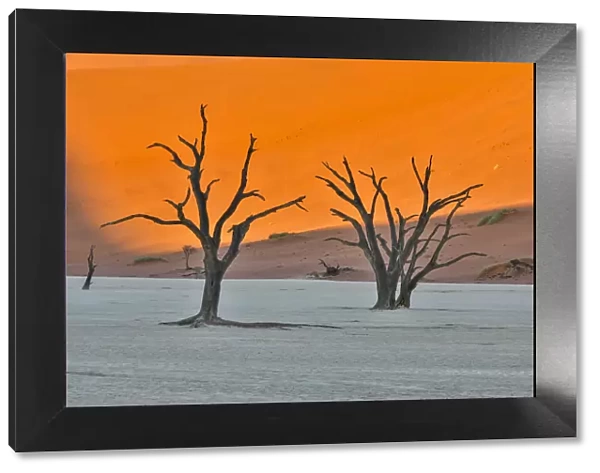 Africa, Namibia, Sossusvlei. Dead Acacia Trees in the White Clay Pan at Deadvlei
