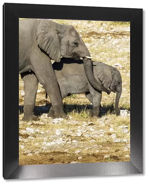 Africa, Namibia, Etosha National Park, Elephant and her Calf