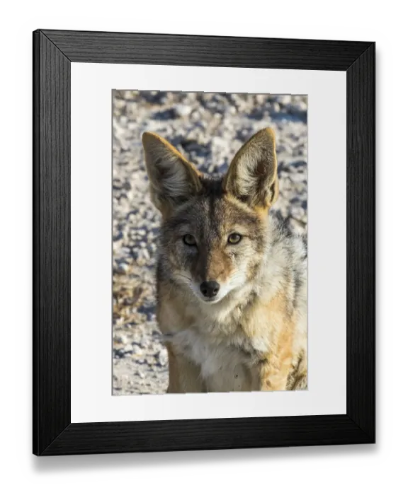 Framed Print : Africa, Namibia, Etosha National Park, Hyena