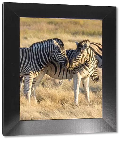 Africa, Namibia, Etosha National Park, Pair of Zebras