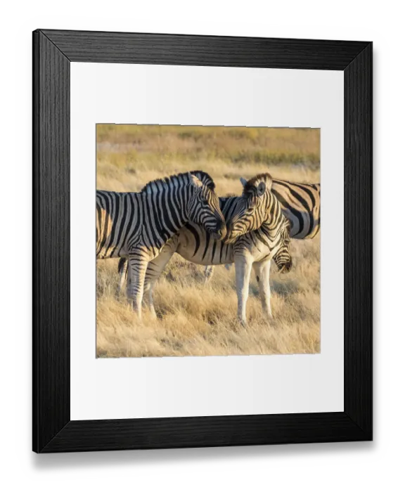 Framed Print : Africa, Namibia, Etosha National Park, Pair of Zebras