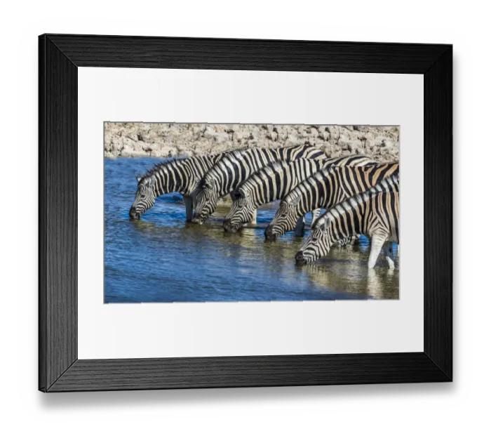 Framed Print : Africa, Namibia, Etosha National Park, Zebras at the Watering Hole