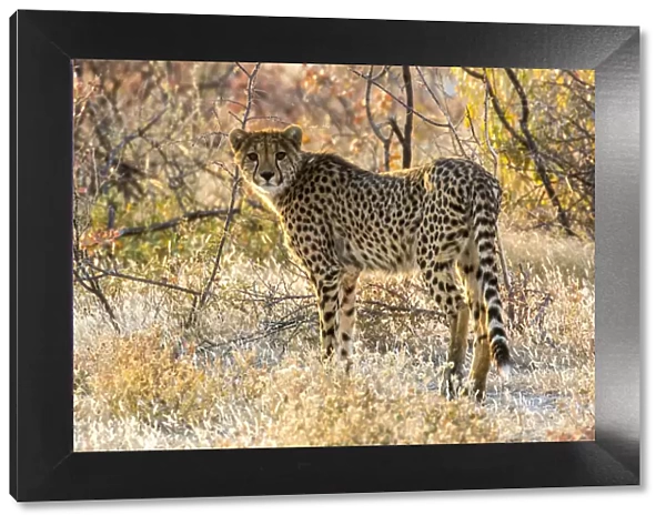 Africa, Namibia, Etosha National Park, Cheetah Looking Around Before Going into the Bush