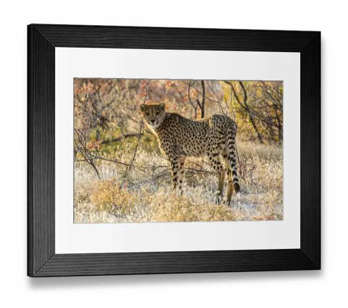 Framed Print : Africa, Namibia, Etosha National Park, Cheetah Looking Around Before Going into the Bush Framed Print : Africa, Namibia, Etosha National Park, Cheetah Looking Around Before Going into the Bush