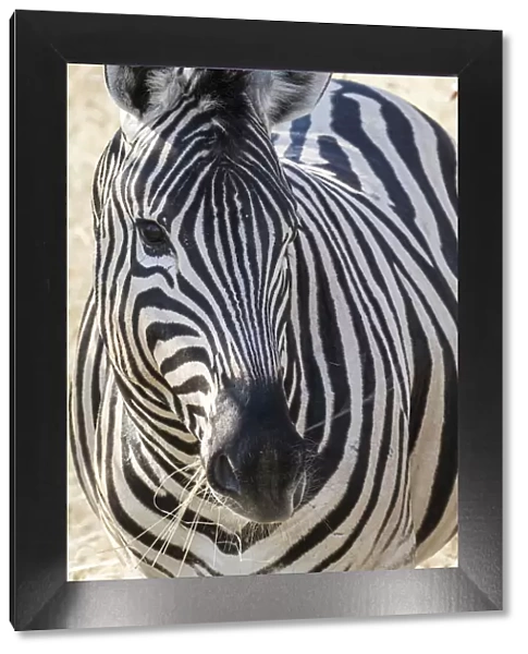 Africa, Namibia, Etosha National Park, Zebra Portrait
