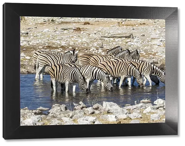 Africa, Namibia, Etosha National Park, Zebras at the Watering Hole