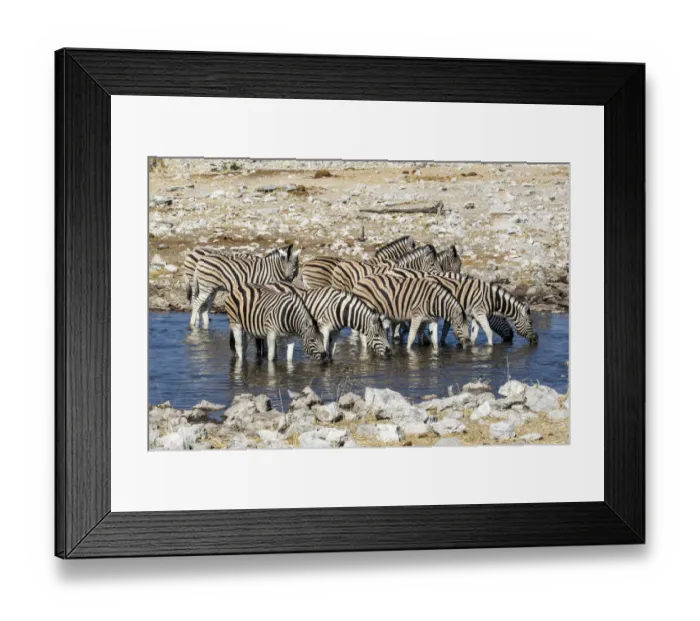Framed Print : Africa, Namibia, Etosha National Park, Zebras at the Watering Hole