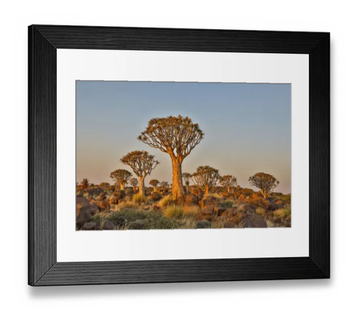 Framed Print : Africa, Namibia, Keetmanshoop, Quiver tree Forest at the Quiver tree Forest Rest Camp