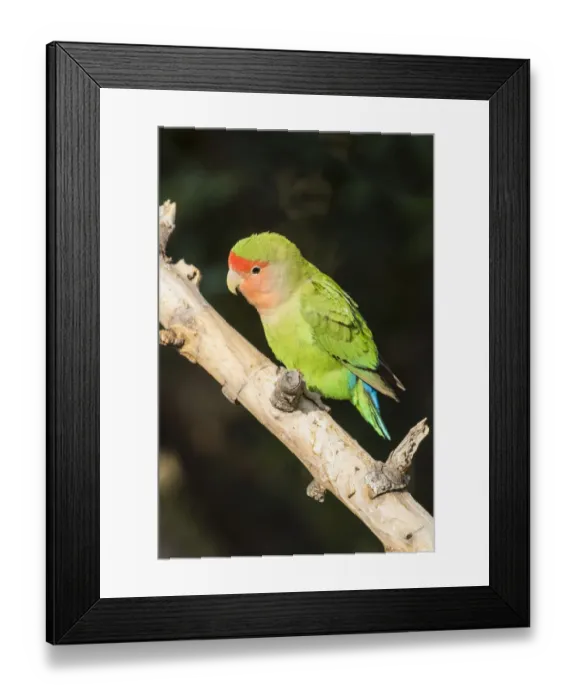 Framed Print : Africa, Namibia, Keetmanshoop, Parakeet
