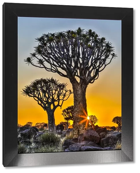 Africa, Namibia, sunrise at the Quiver tree Forest at the Quiver tree Forest Rest Camp