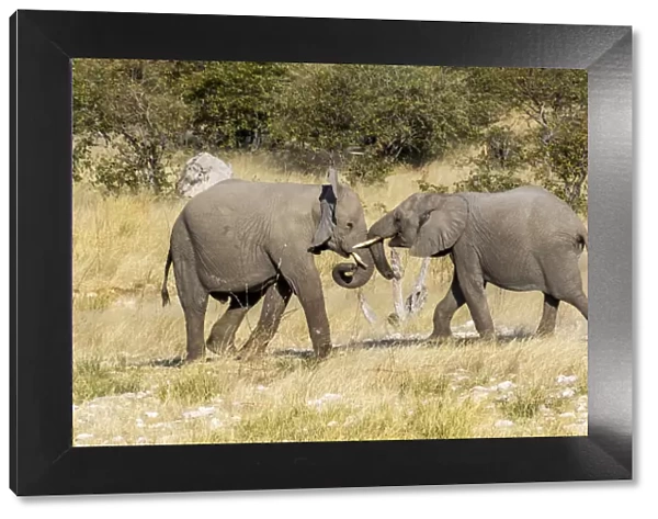 Africa, Namibia, Etosha National Park. Young elephants playing