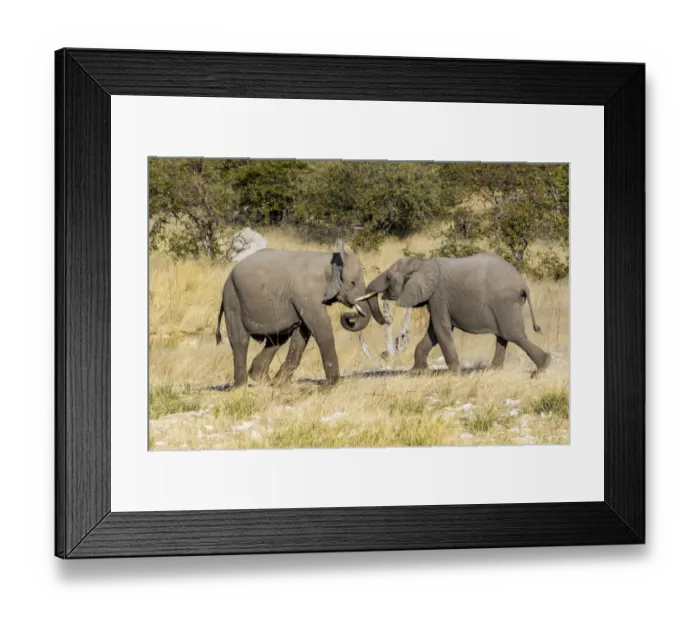 Framed Print : Africa, Namibia, Etosha National Park. Young elephants playing