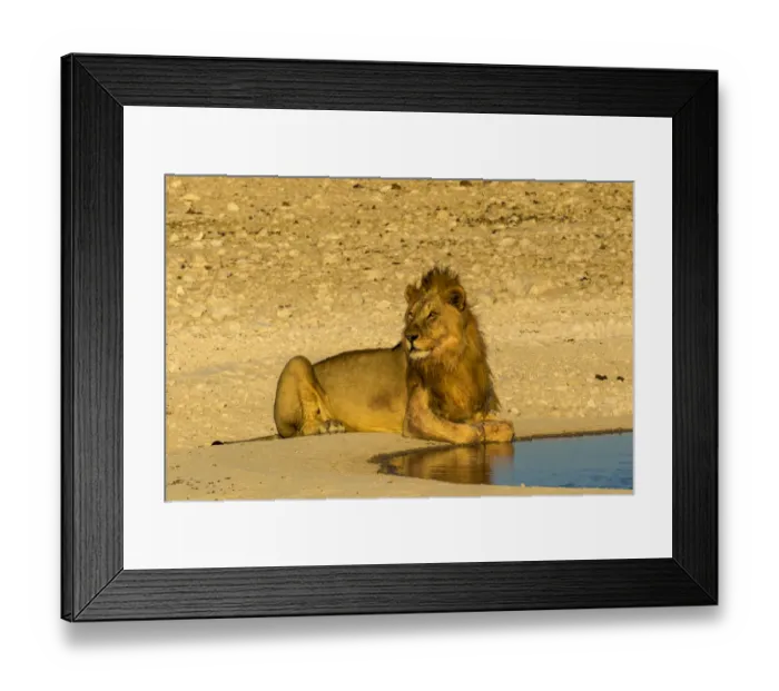 Framed Print : Africa, Namibia, Etosha National Park. Male Lion resting at a watering hole Framed Print : Africa, Namibia, Etosha National Park. Male Lion resting at a watering hole