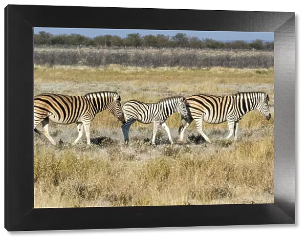 Africa, Namibia, Etosha National Park. Zebra family walking through the Savanna