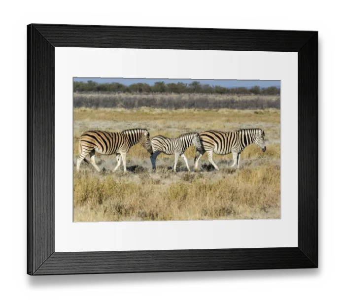 Framed Print : Africa, Namibia, Etosha National Park. Zebra family walking through the Savanna Framed Print : Africa, Namibia, Etosha National Park. Zebra family walking through the Savanna