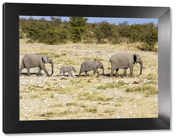 Africa, Namibia, Etosha National Park. Family of elephants walking