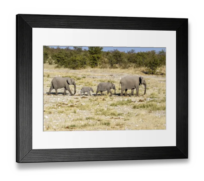 Framed Print : Africa, Namibia, Etosha National Park. Family of elephants walking
